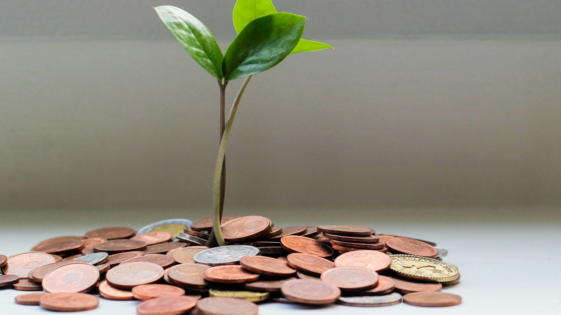 green plant on brown round coins