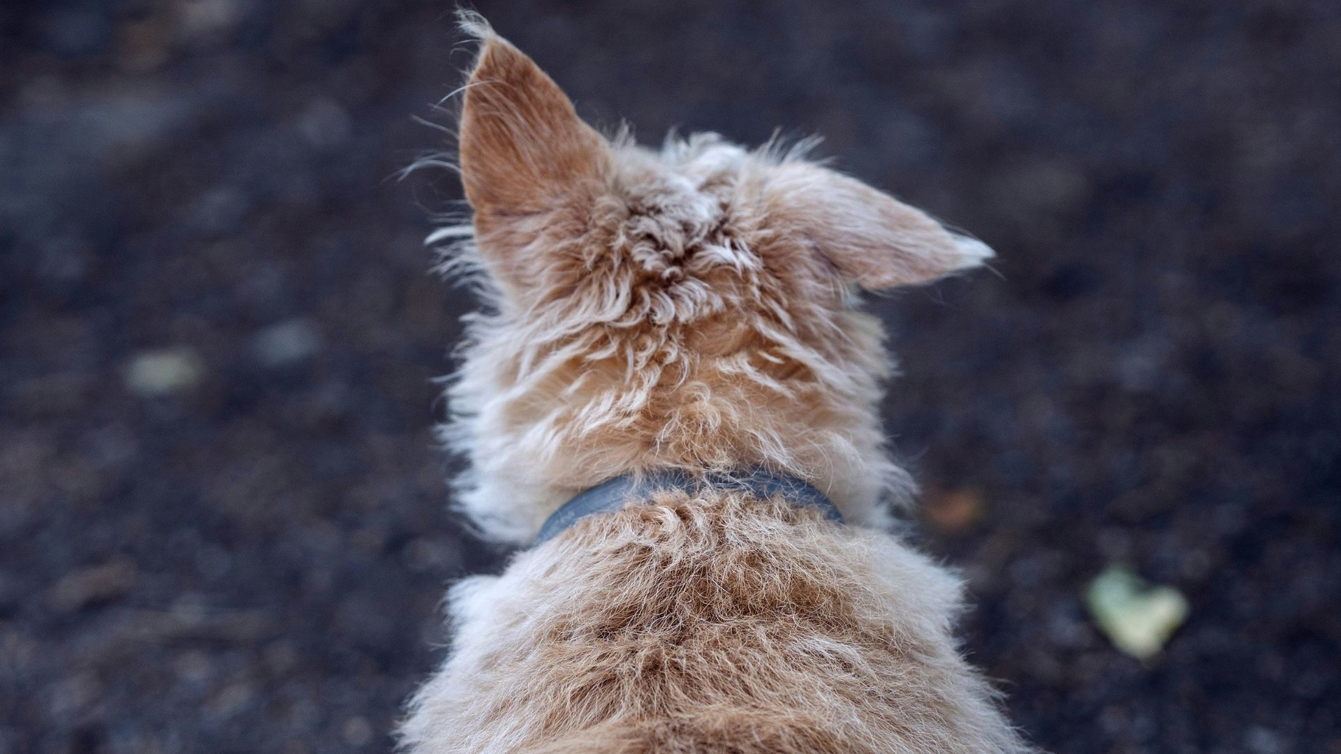 a dog sitting on the ground