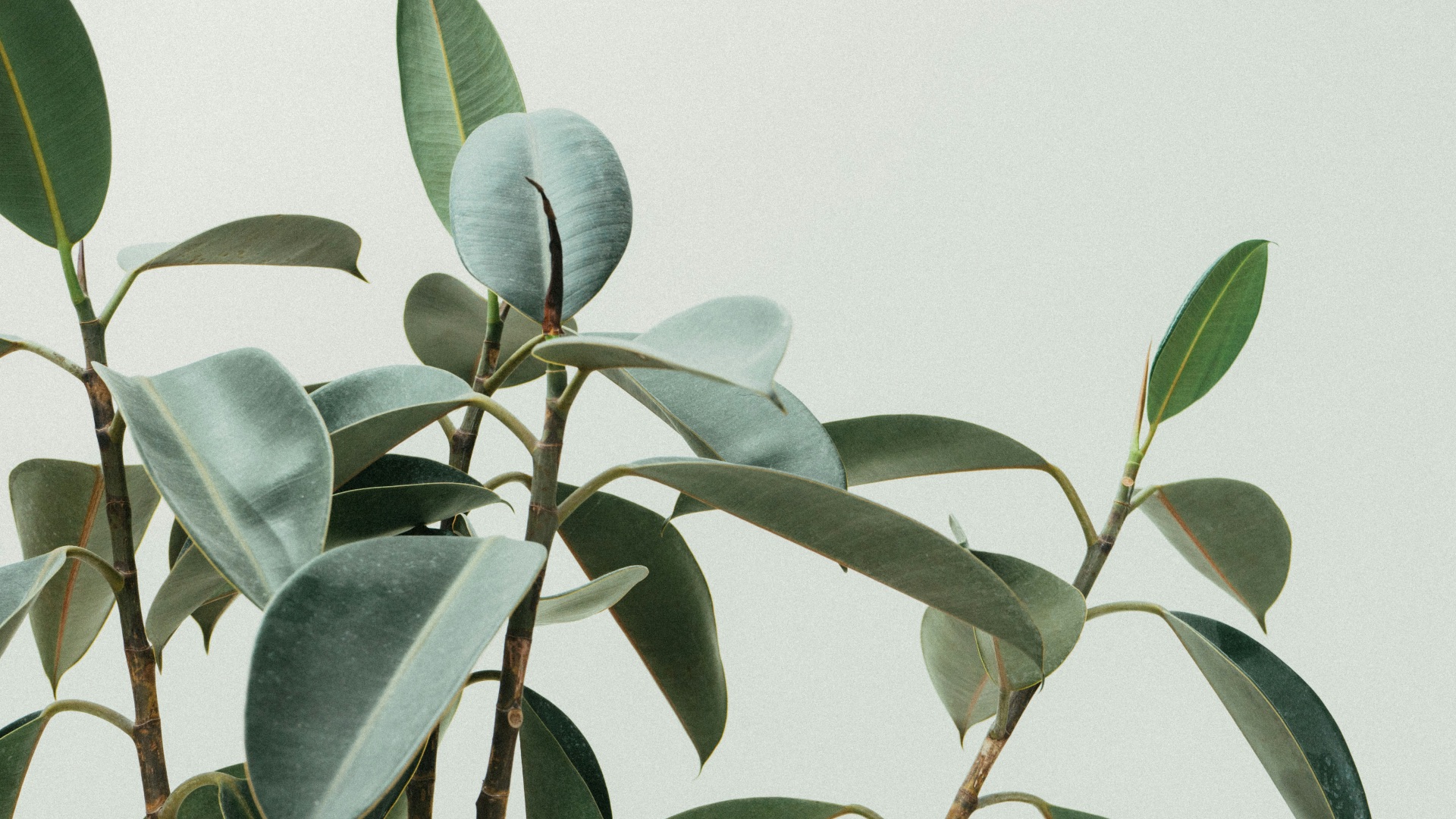 green rubber fig plant