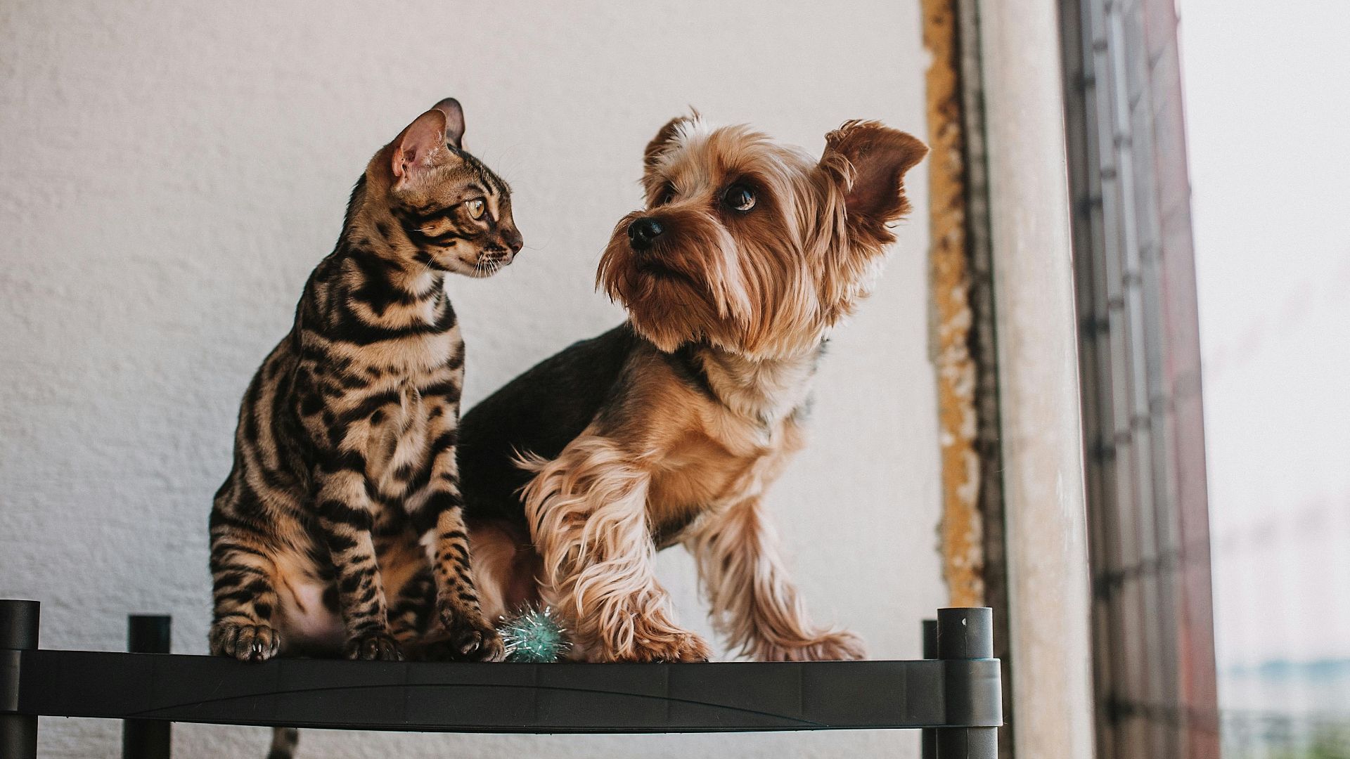 Helena Jankovičová Kováčová