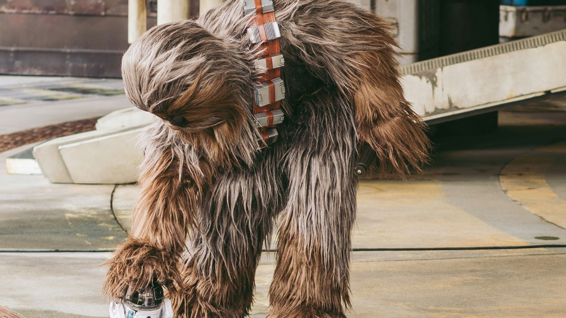 brown and black lion statue