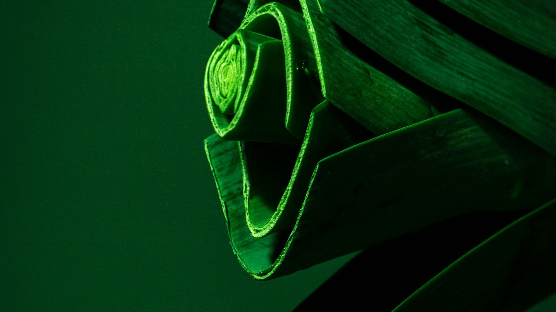 dew drops dripping from plant truck