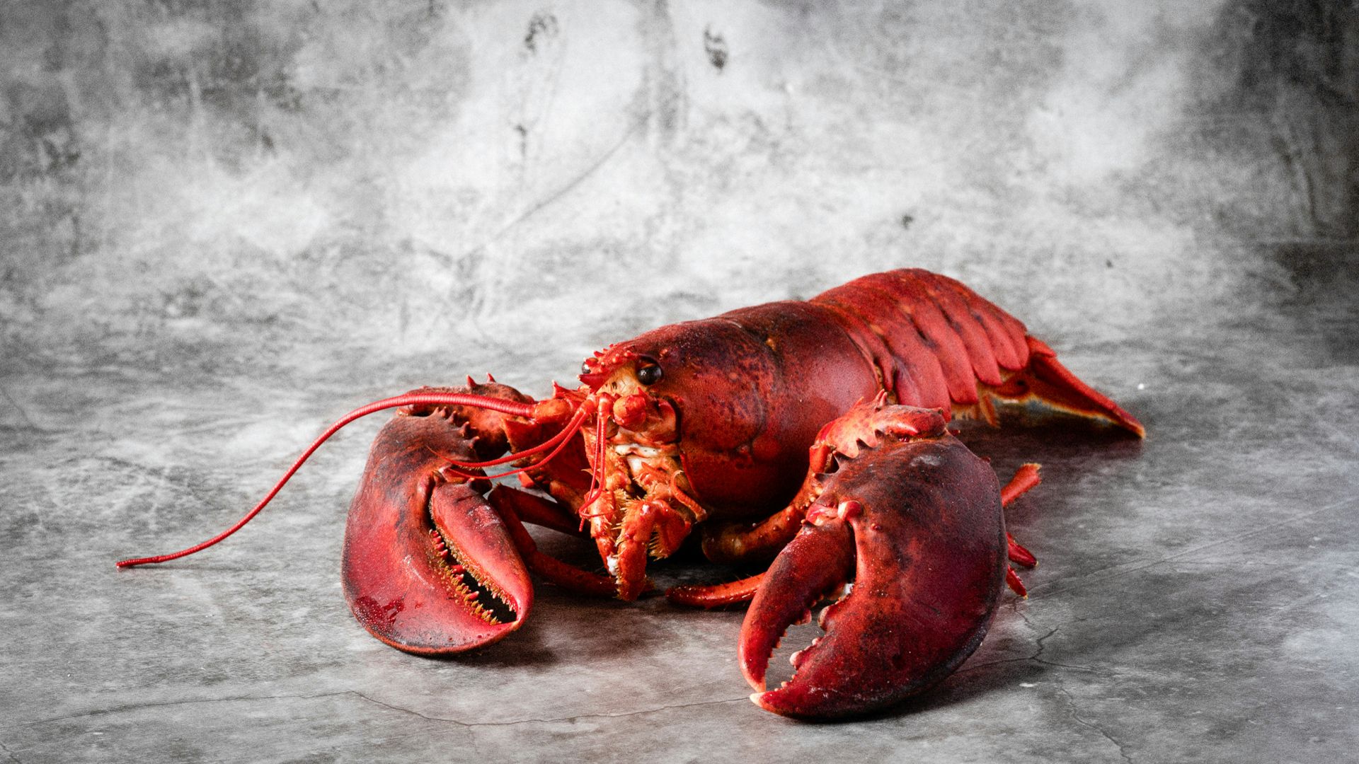 a dead lobster on a gray background