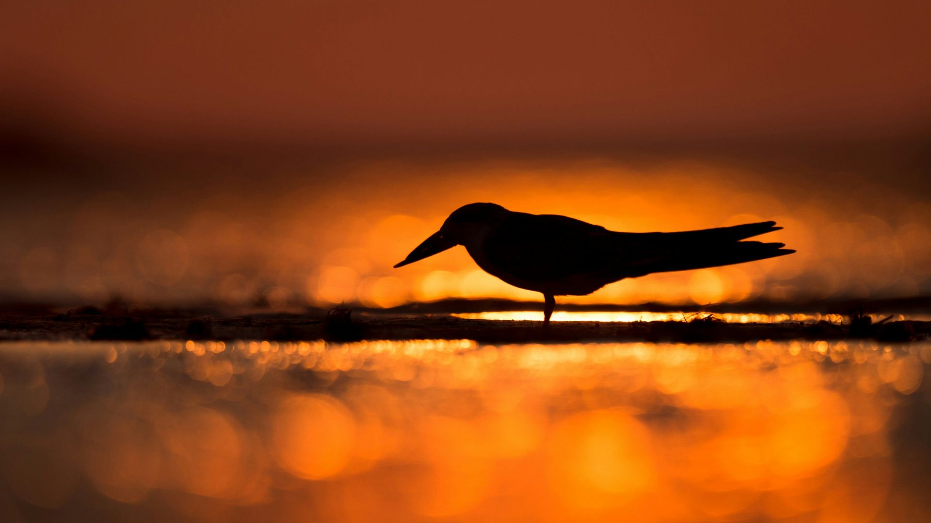 silhouette of bird standing on shore