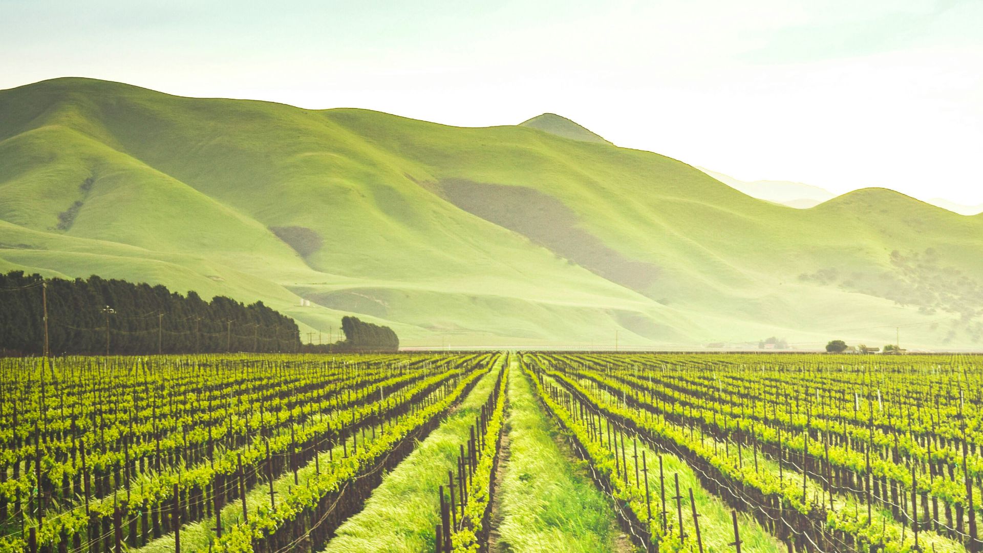 green leafed plants during daytime