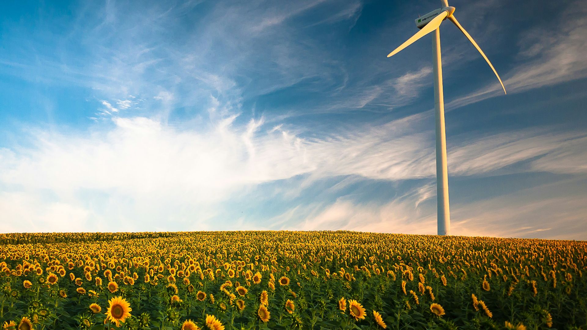 sunflower field