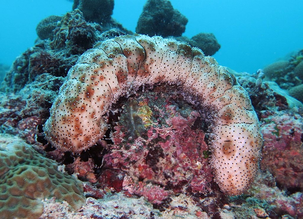 Blackspotted_sea_cucumber_Bohadschia_graeffei_VP.jpg