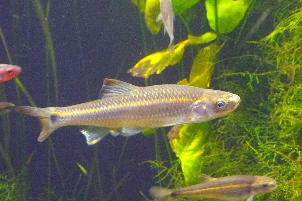 Notropis_stilbius_silverstripe_shiner.jpg