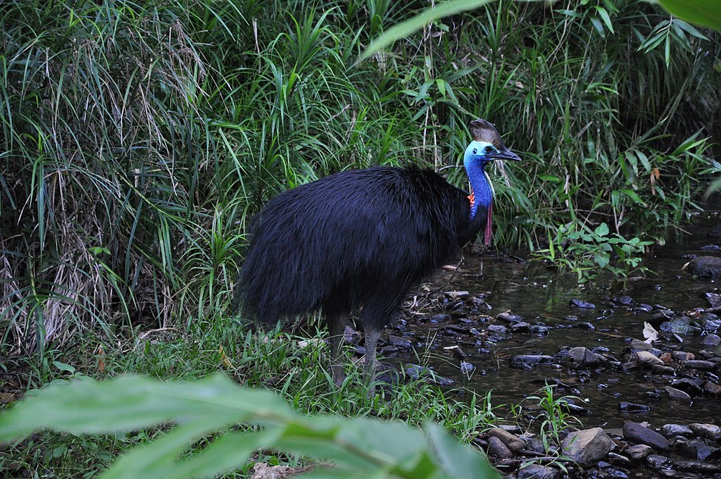 1024px-Cassowary_1.jpg