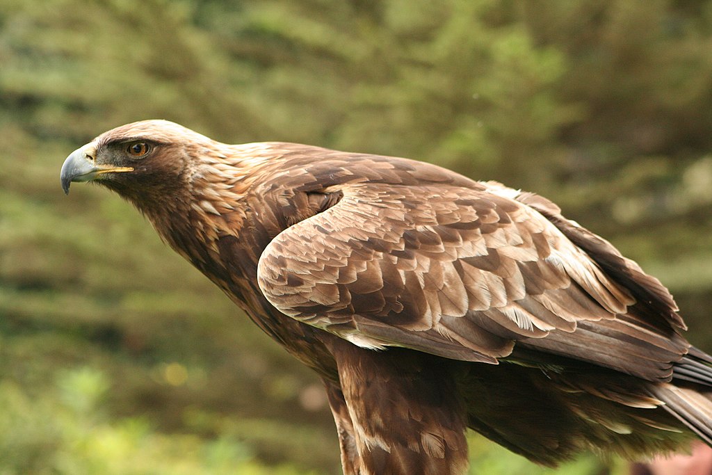 Aquila_chrysaetos_Flickr.jpg