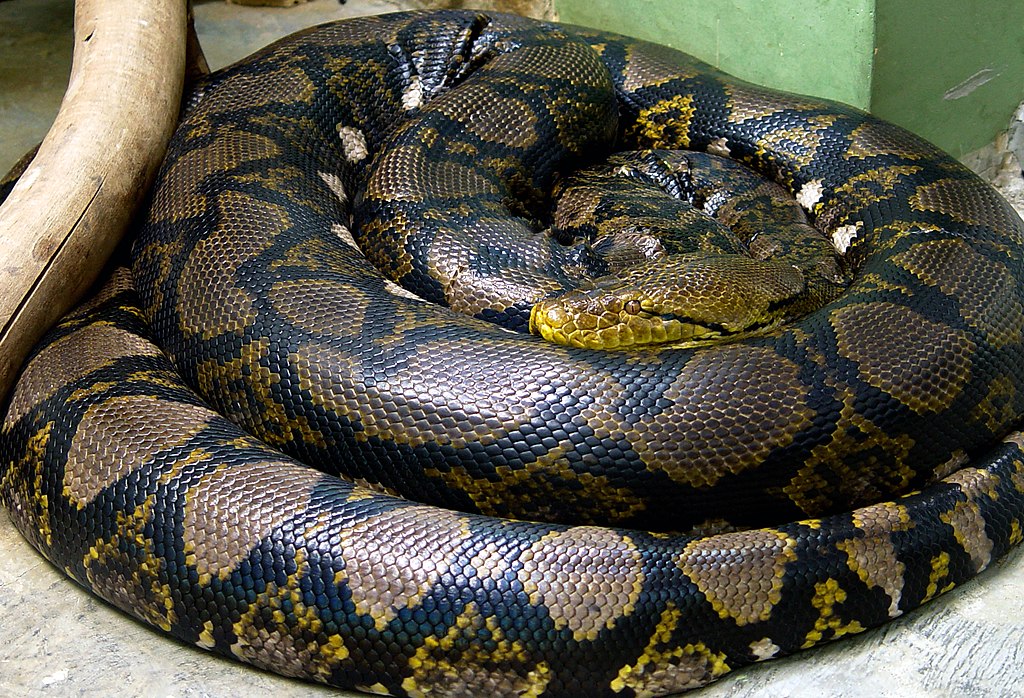 Python_reticulatus_%D1%81%D0%B5%D1%82%D1%87%D0%B0%D1%82%D1%8B%D0%B9_%D0%BF%D0%B8%D1%82%D0%BE%D0%BD-2.jpg