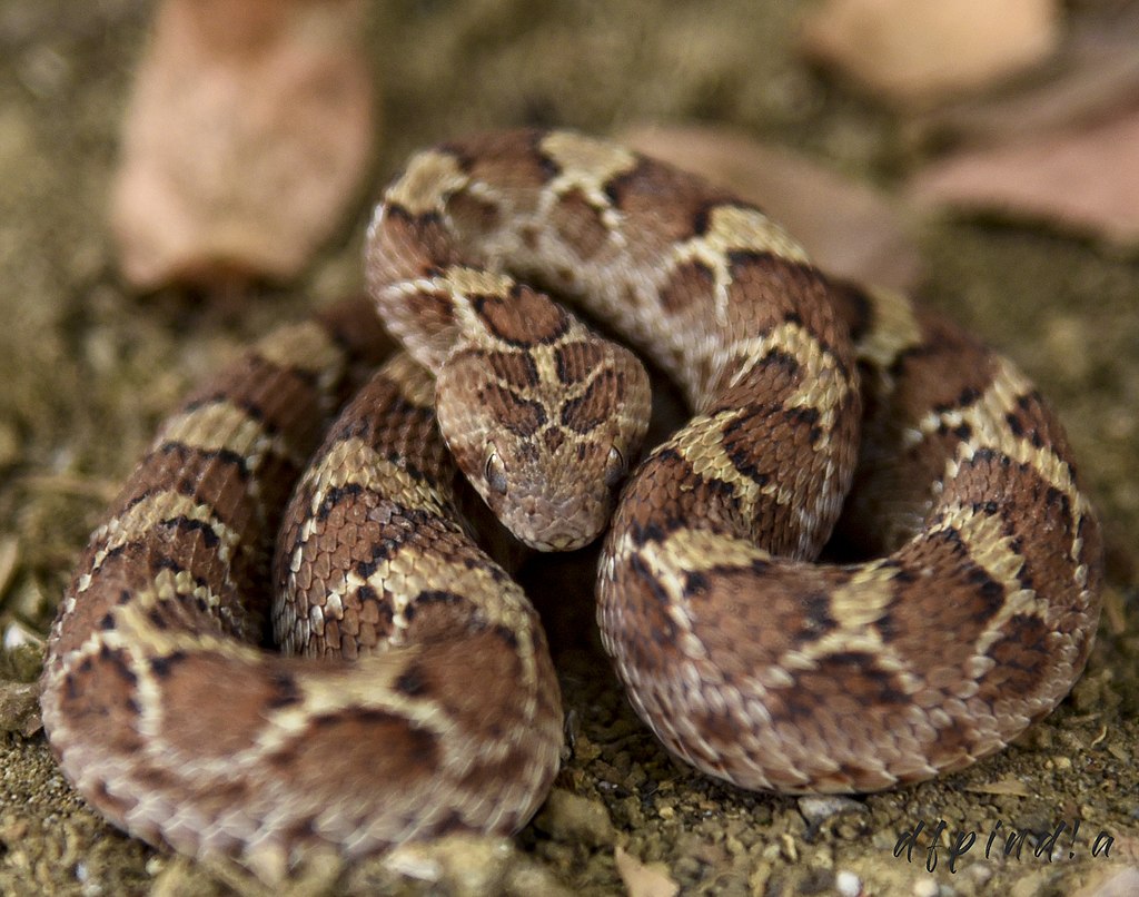 Saw-scaled-viper.jpg