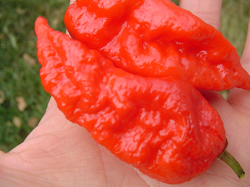 800Px-Red Bhut Jolokia Ghost Pepperparadise.org
