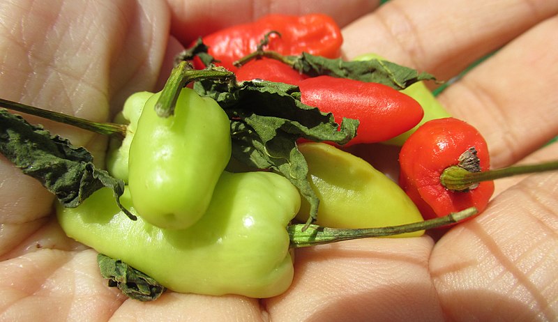 Naga Viper Pepper2