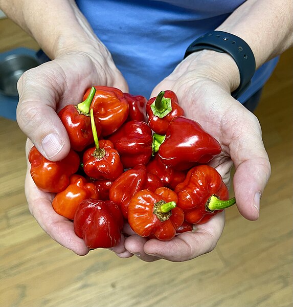 Red Savina Habaneros