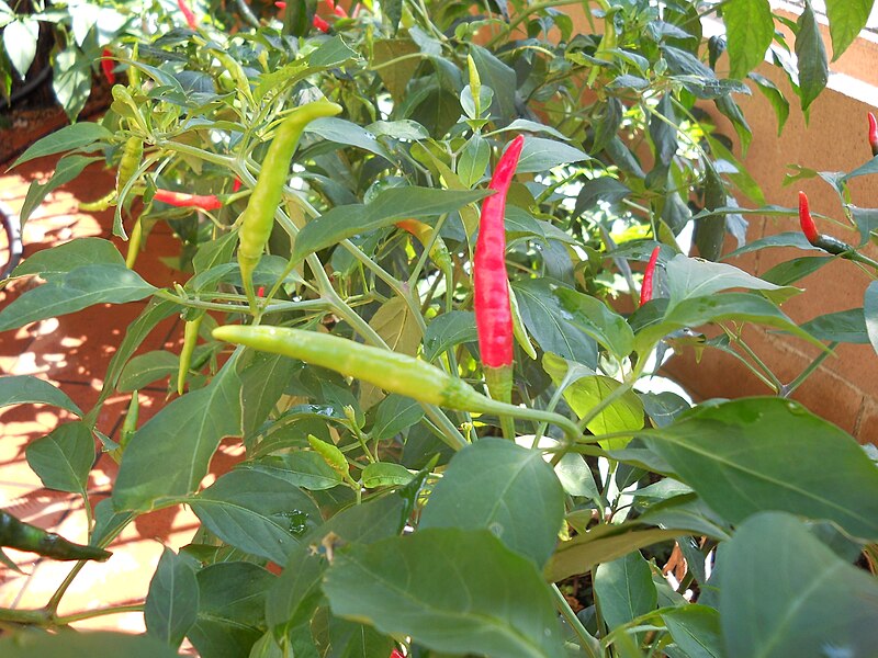 Thai Pepper Primo Piano