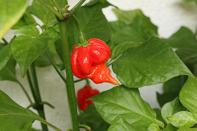 Trinidad Scorpion Butch T Pepper