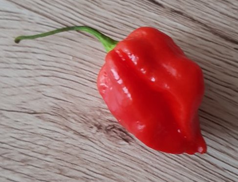 Komodo Dragon Chili (Cropped)