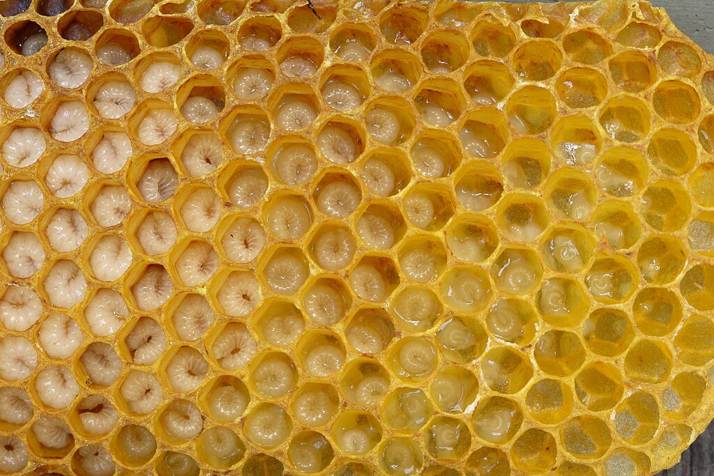 1024Px-Drohnenbrut 95A