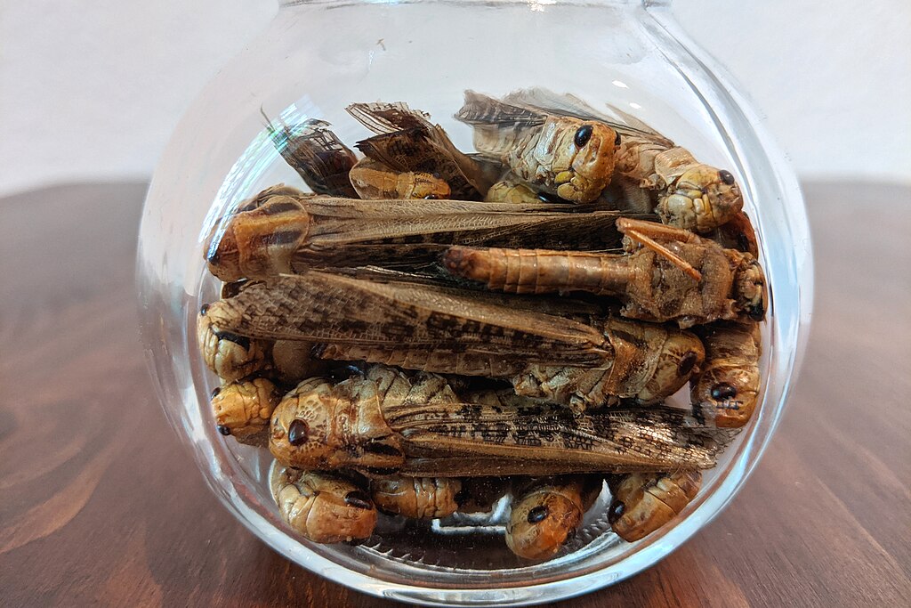 1024Px-Wanderheuschrecken Als Lebensmittel