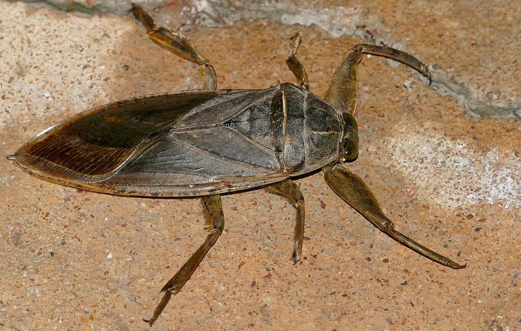 1024Px-Day 82 African Giant Water Bug (Lethocerus Cordofanus) (53394419071)