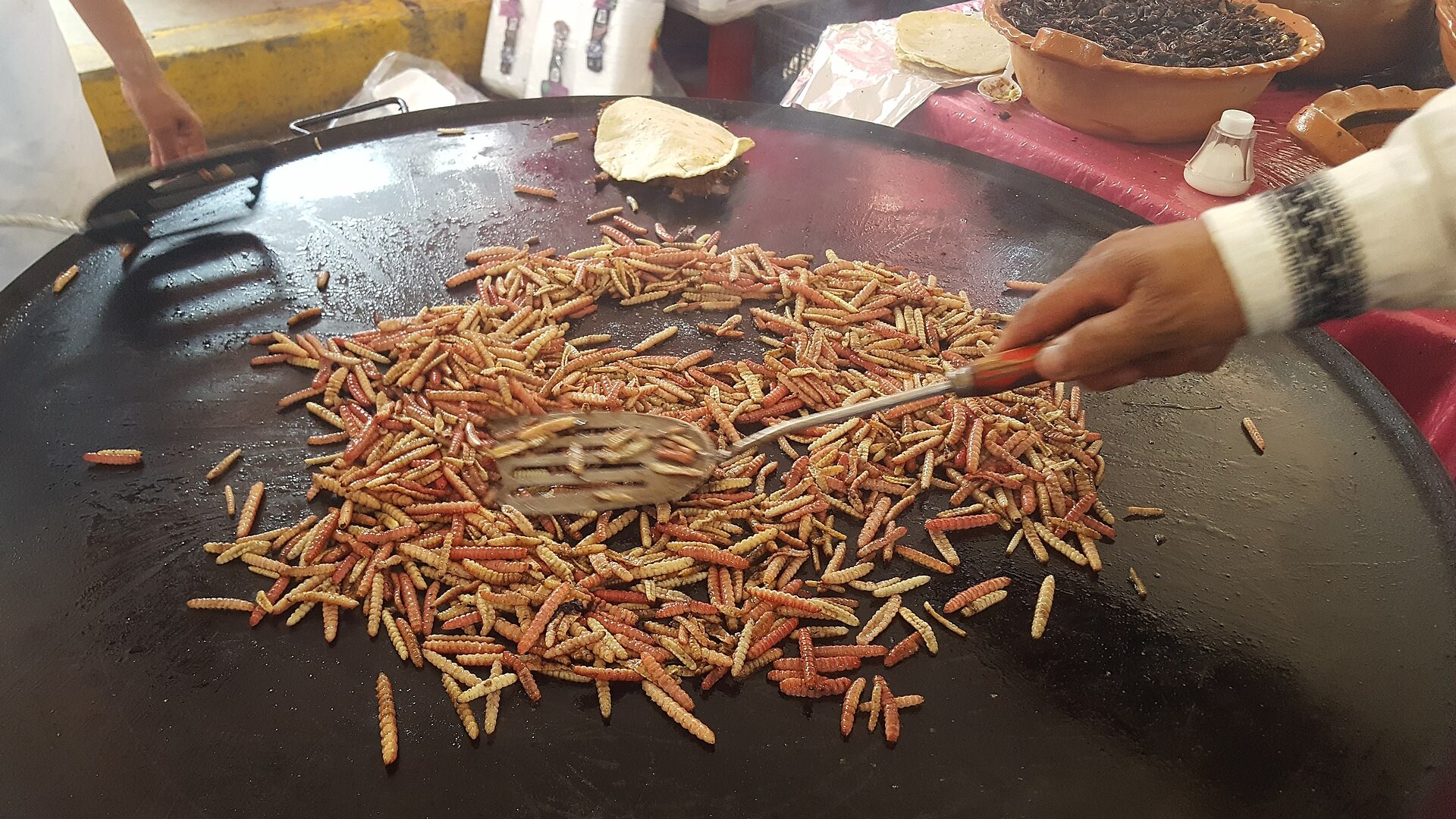 2048Px-Mgsa2018 - Chinicuiles 2