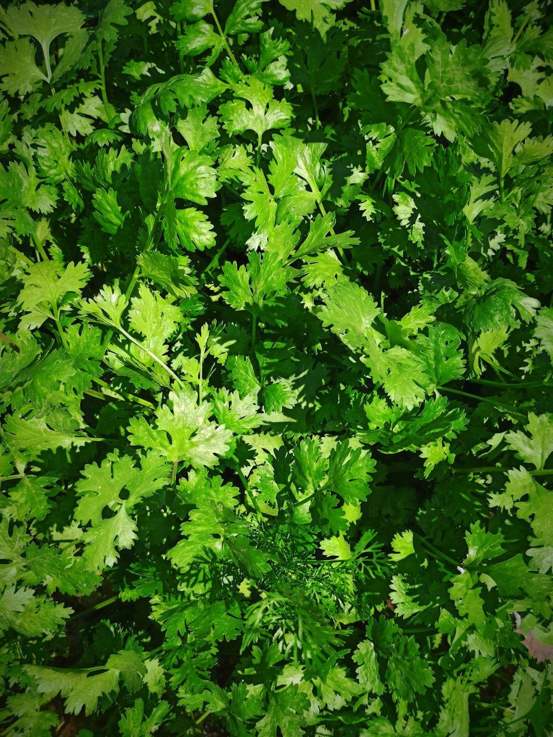 A close up of a bunch of green leaves