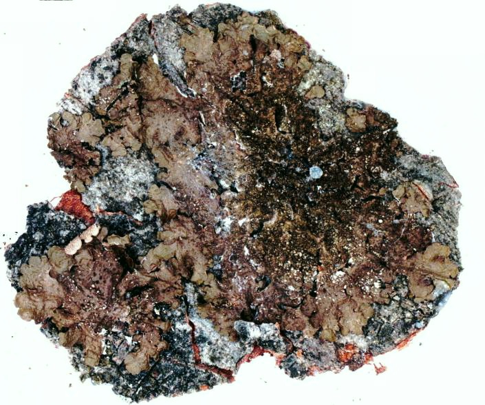 File:Melanelixia subaurifera-1.jpg