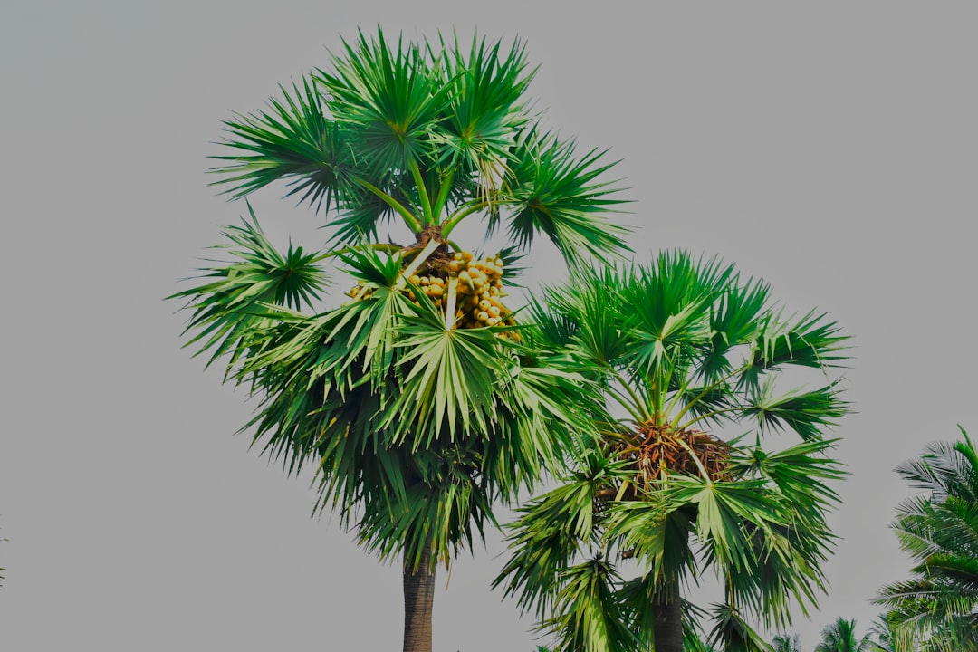 green palm tree under gray sky