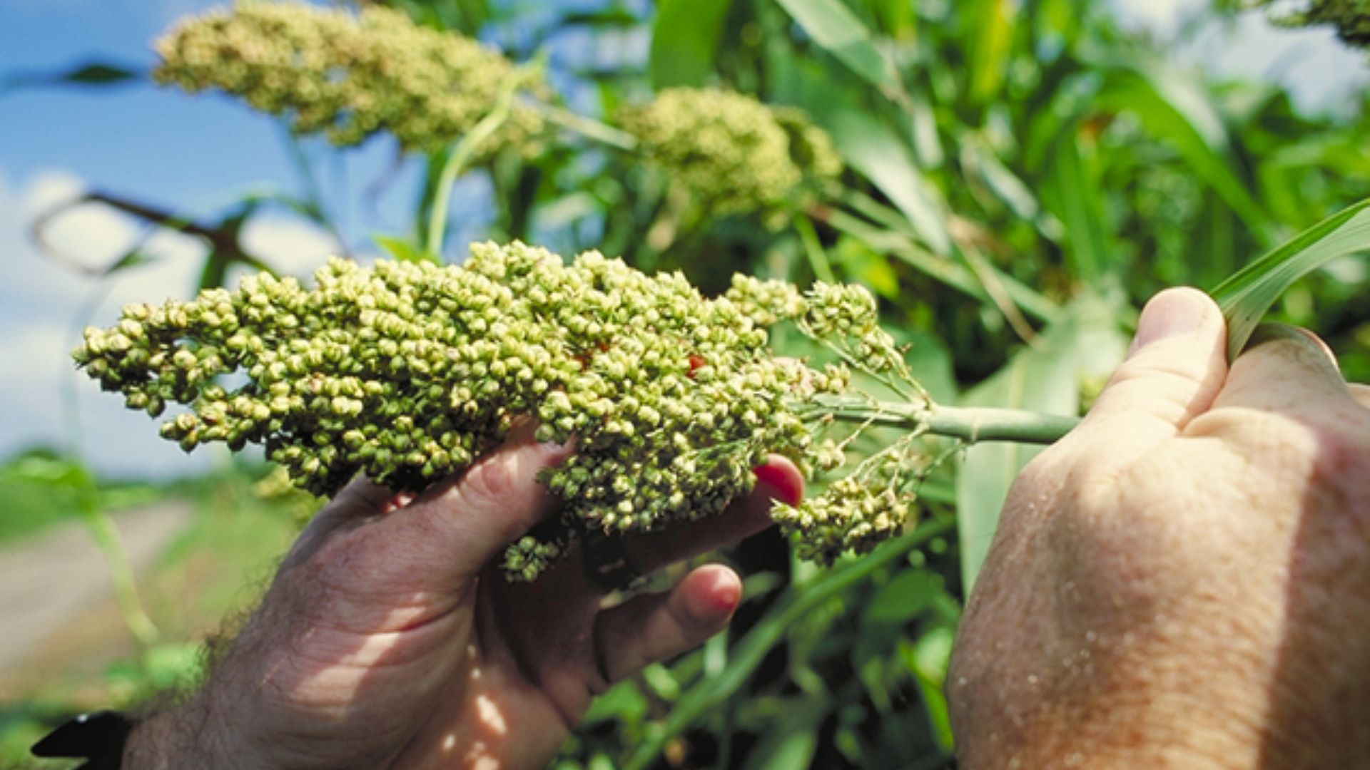 File:Sorghum.jpg