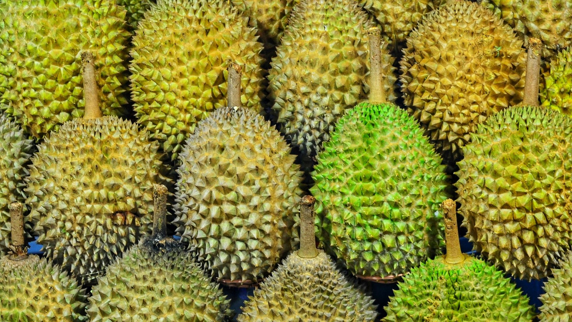 durian fruits