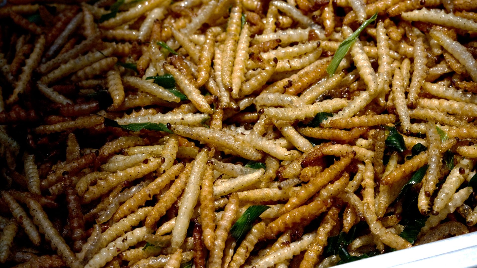 File:Bamboo worms food.jpg