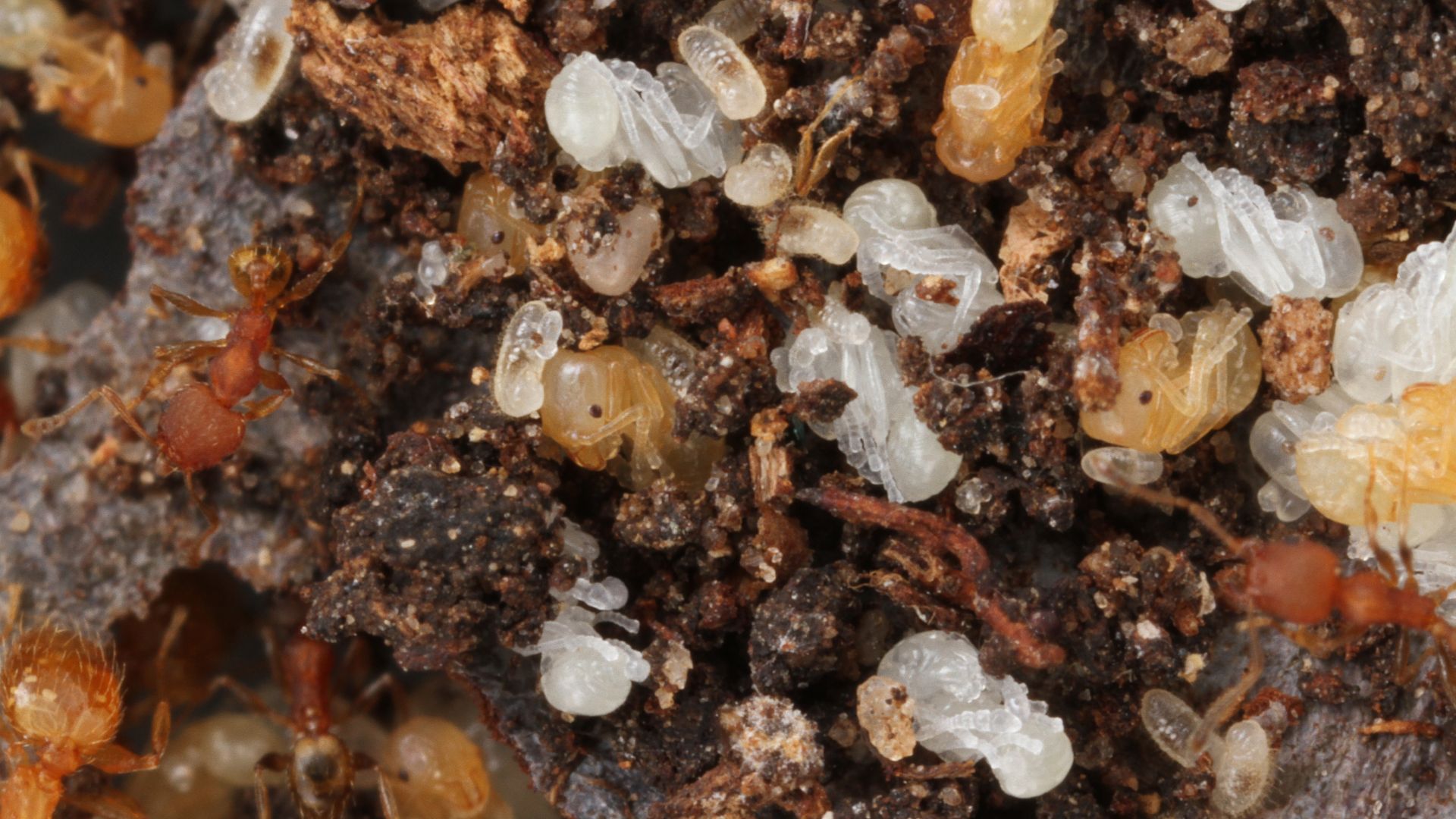 File:Ant pupae (Pheidole floridana) (28347085118).jpg