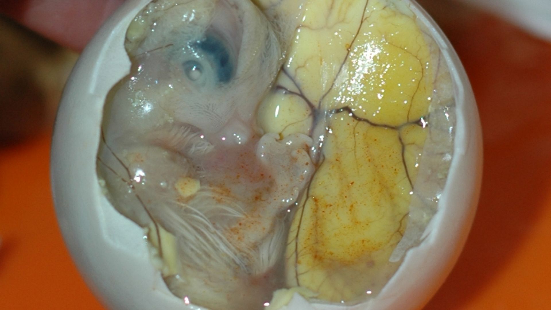 File:Inside a Balut - Embryo and Yolk.jpg