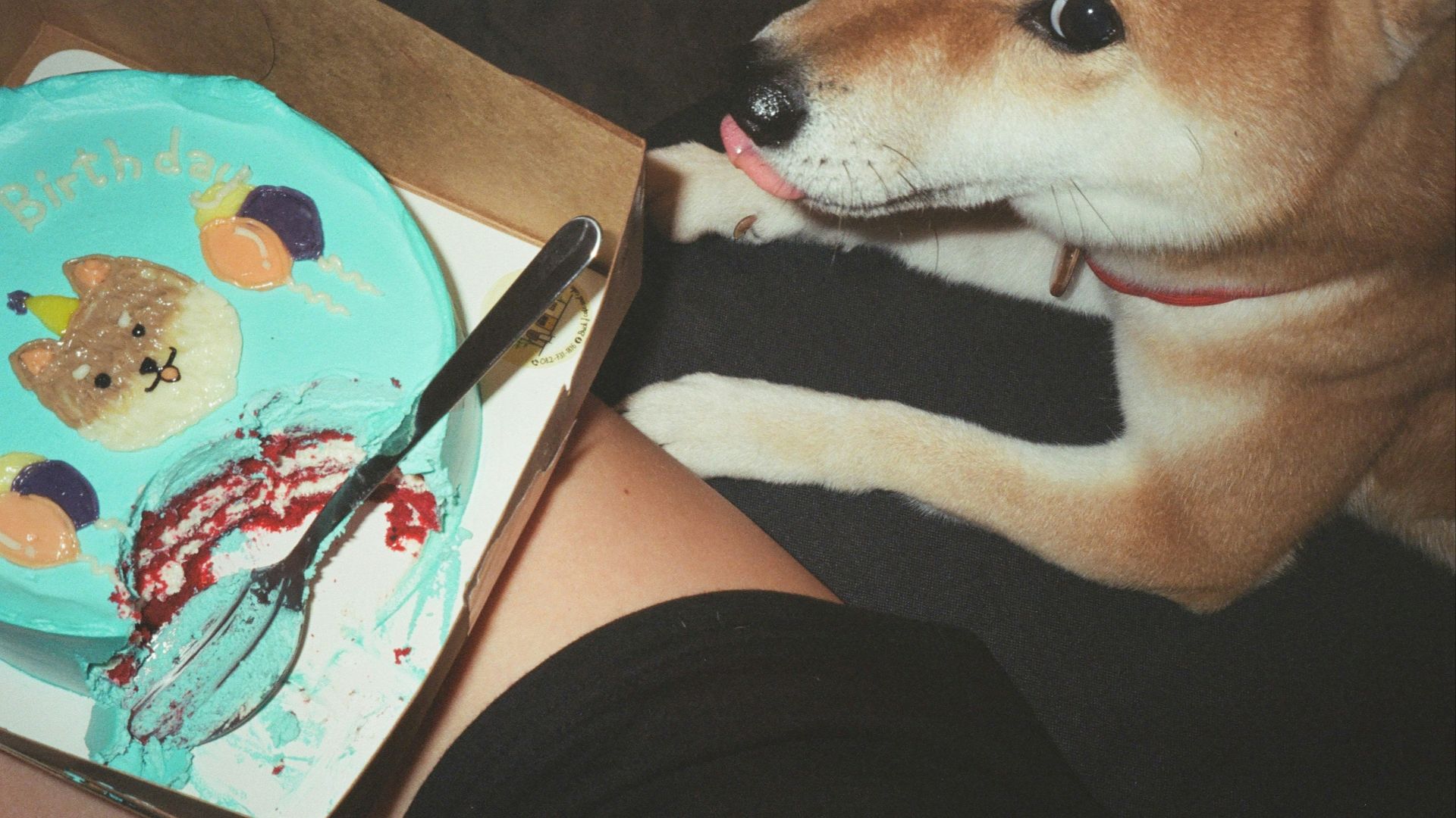 a dog looking at a birthday cake in a box