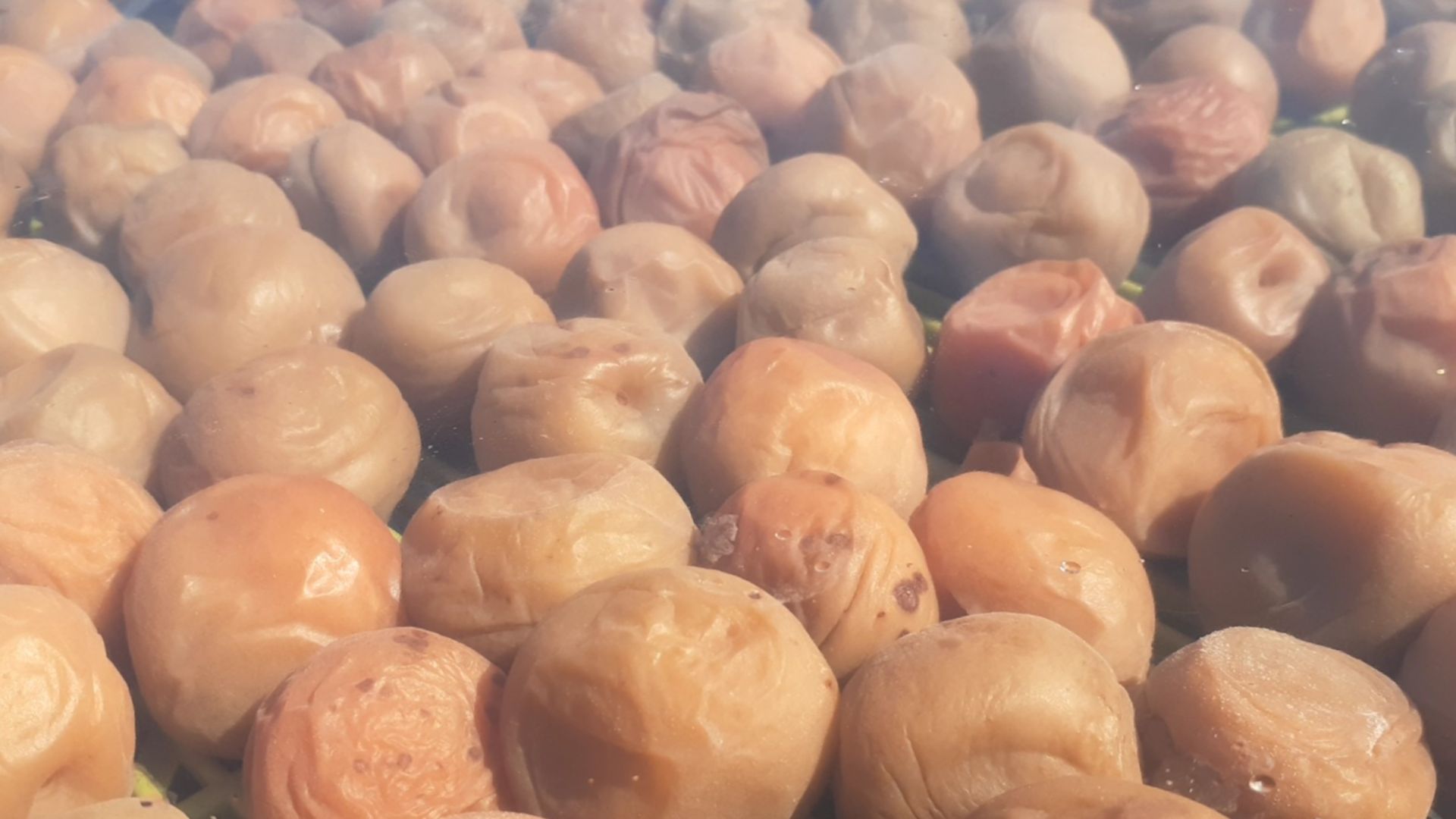 File:Lake Suigetsu and Umeboshi ac (3).jpg