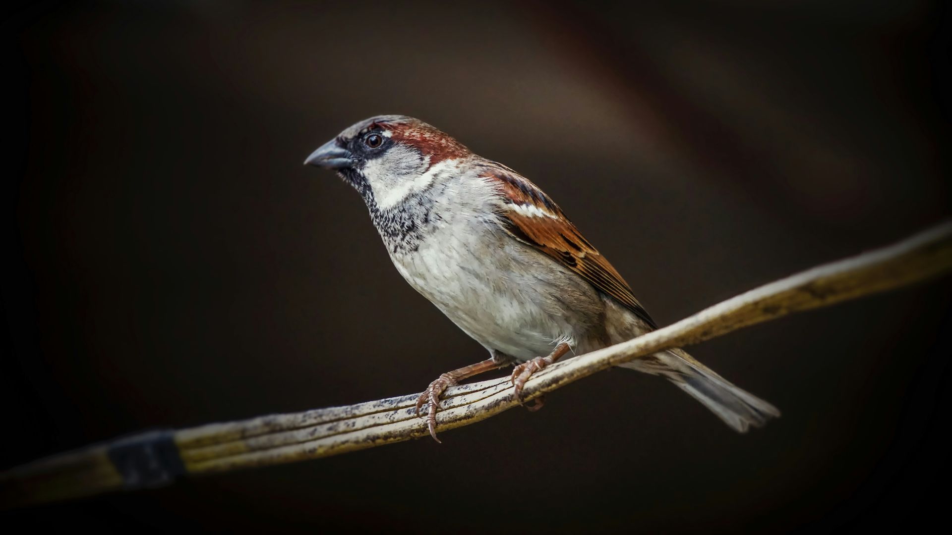 white and brown bird