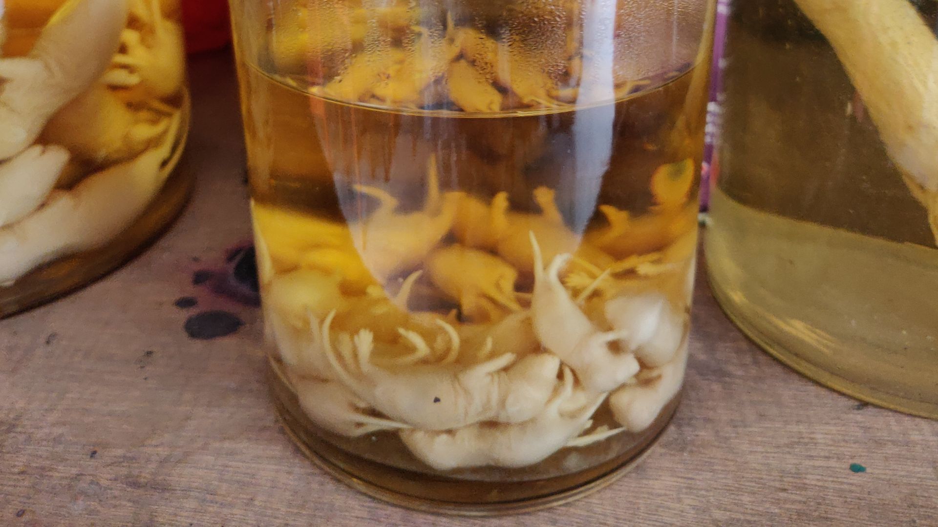 File:Baby mice wine (老鼠崽酒) - 1.jpg