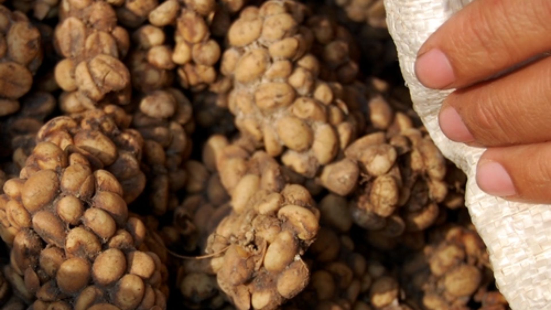 File:Kopi luwak 090910-0075 lamb.JPG