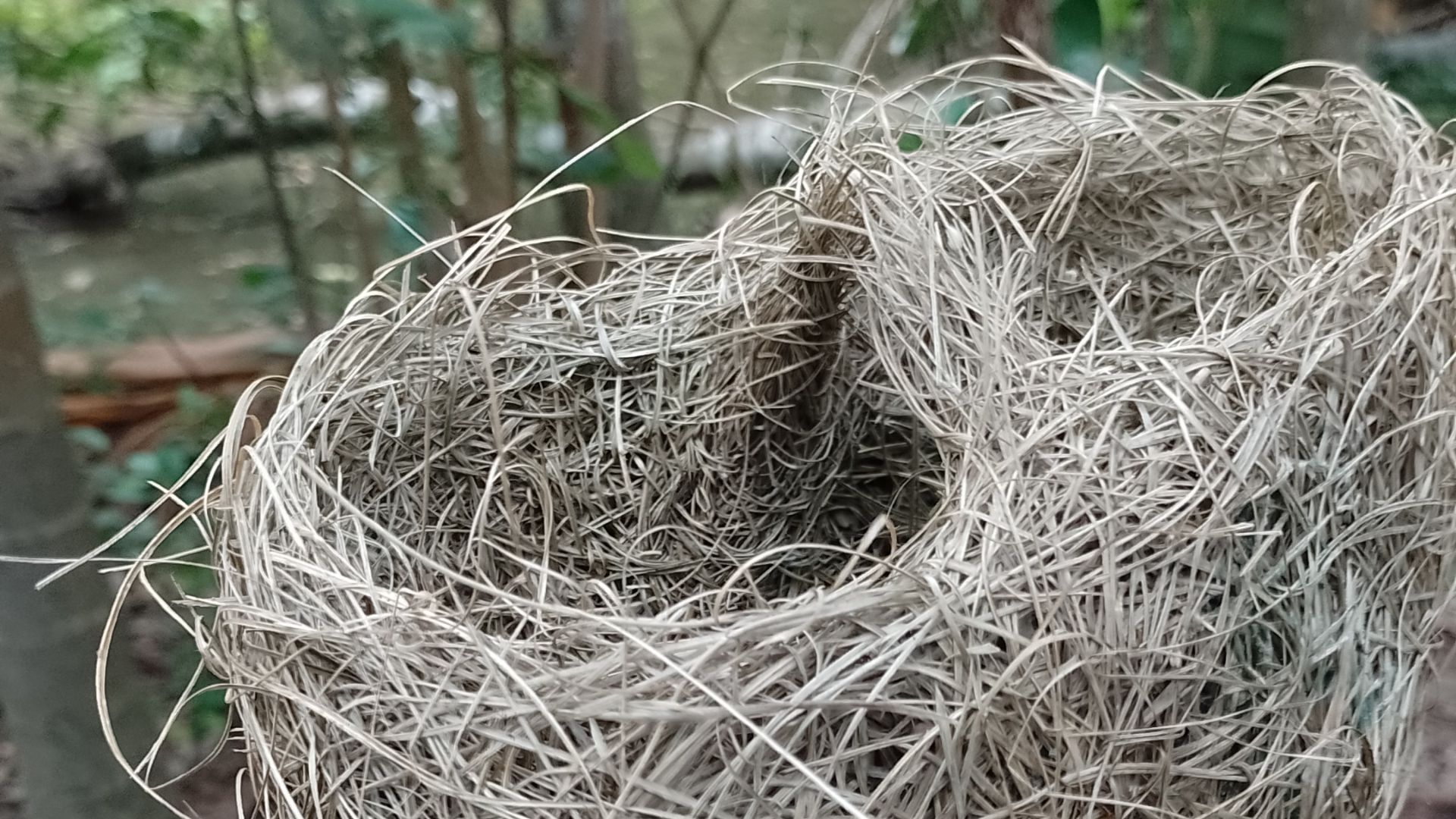 File:Bird-nest (1).jpg