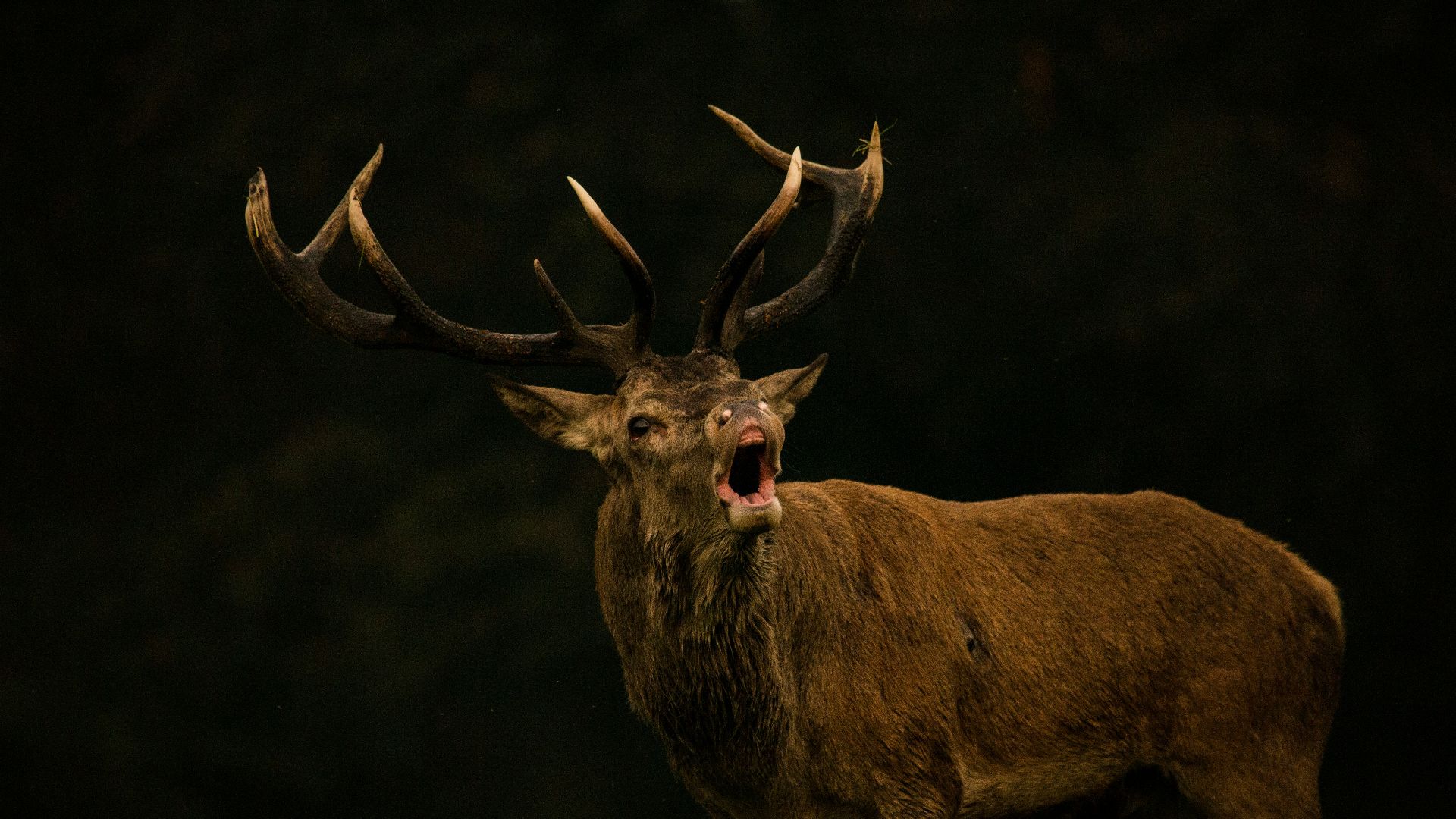 closeup photography of reindeer