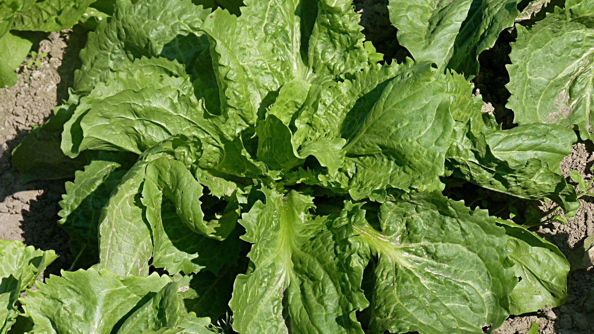 File:Cichorium endivia J2.JPG