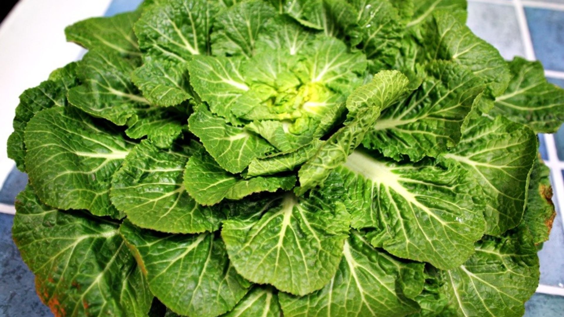 File:Bomdong cabbage.jpg