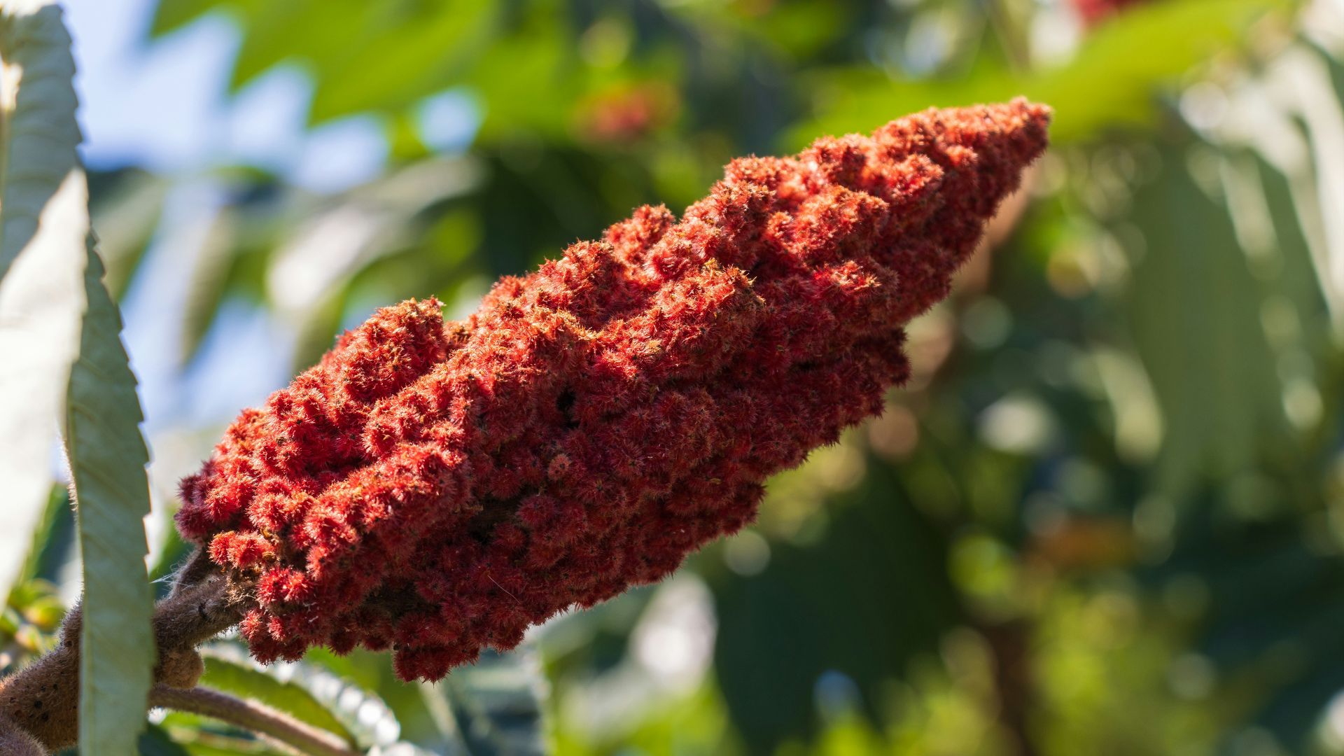 A close up of a tree with red flowers