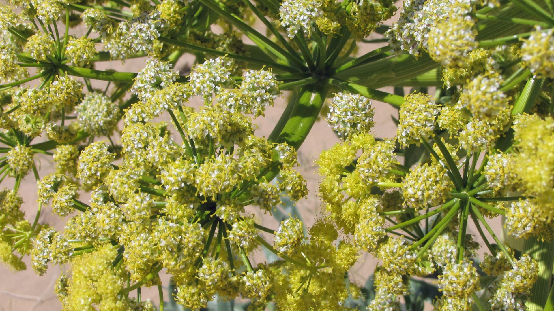 File:Ferula assa-foetida (Uzbekistan) 3.jpg