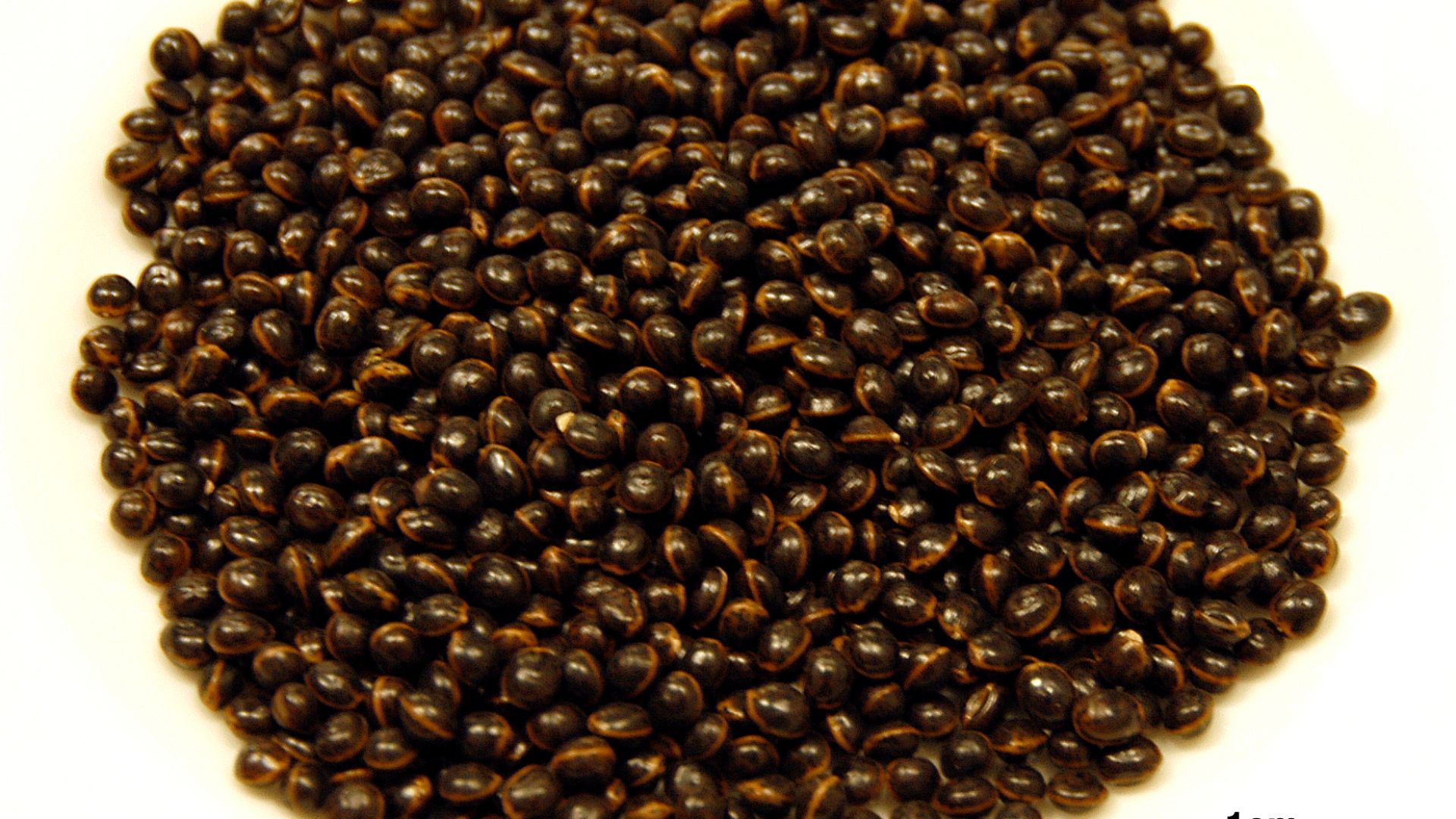File:CSIRO ScienceImage 4021 Seeds of the Elegant Wattle Acacia victoriae.jpg