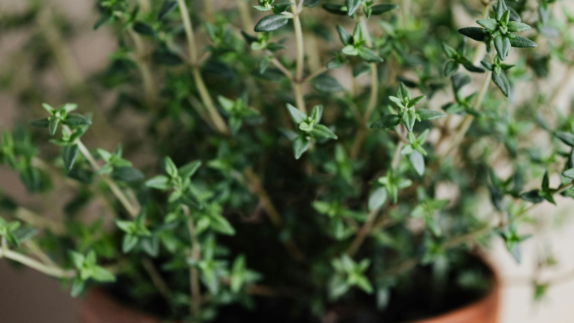 Photo By: Kaboompics.com