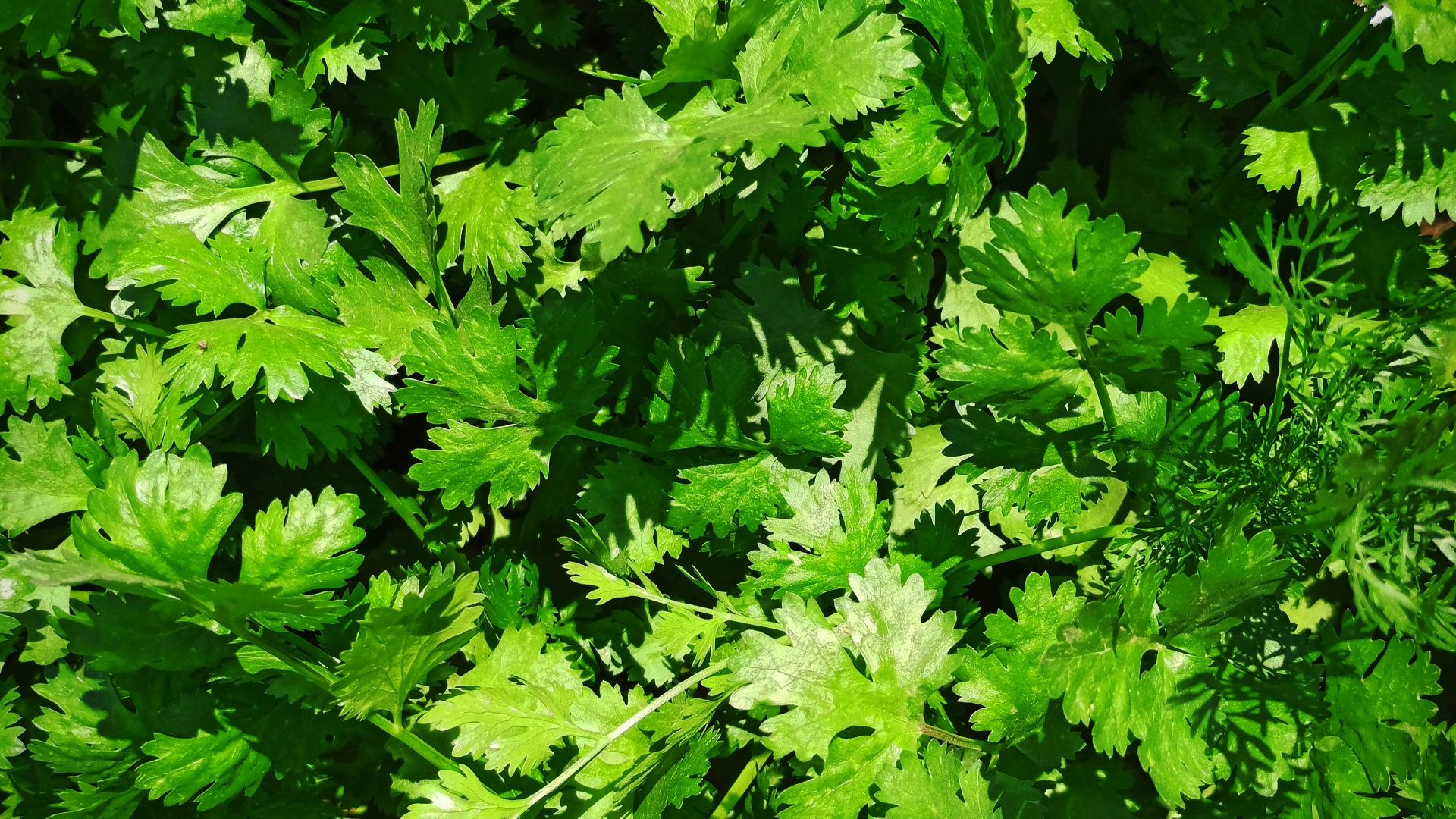 A bunch of green leaves that are in the grass