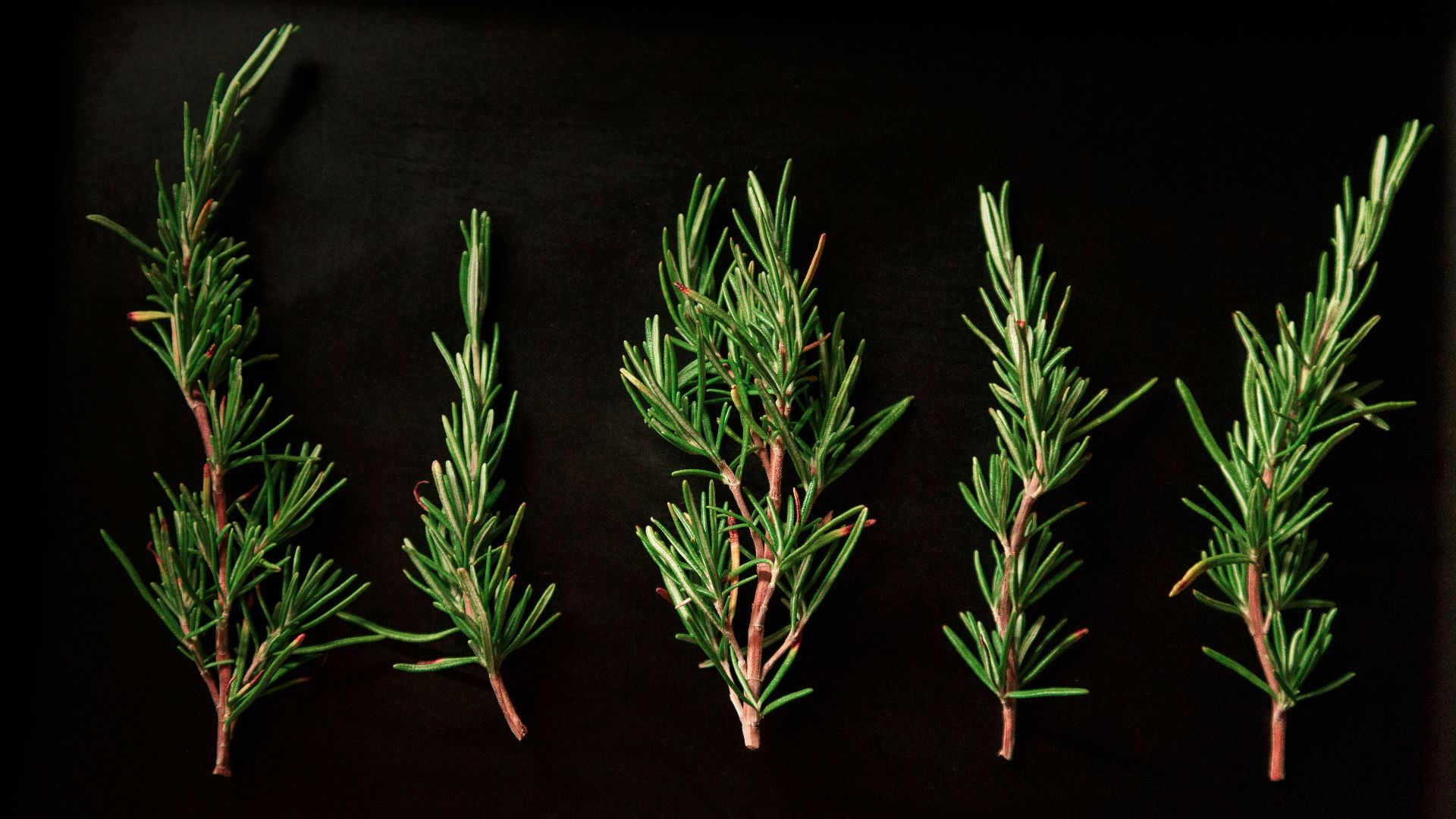 five green pine twigs