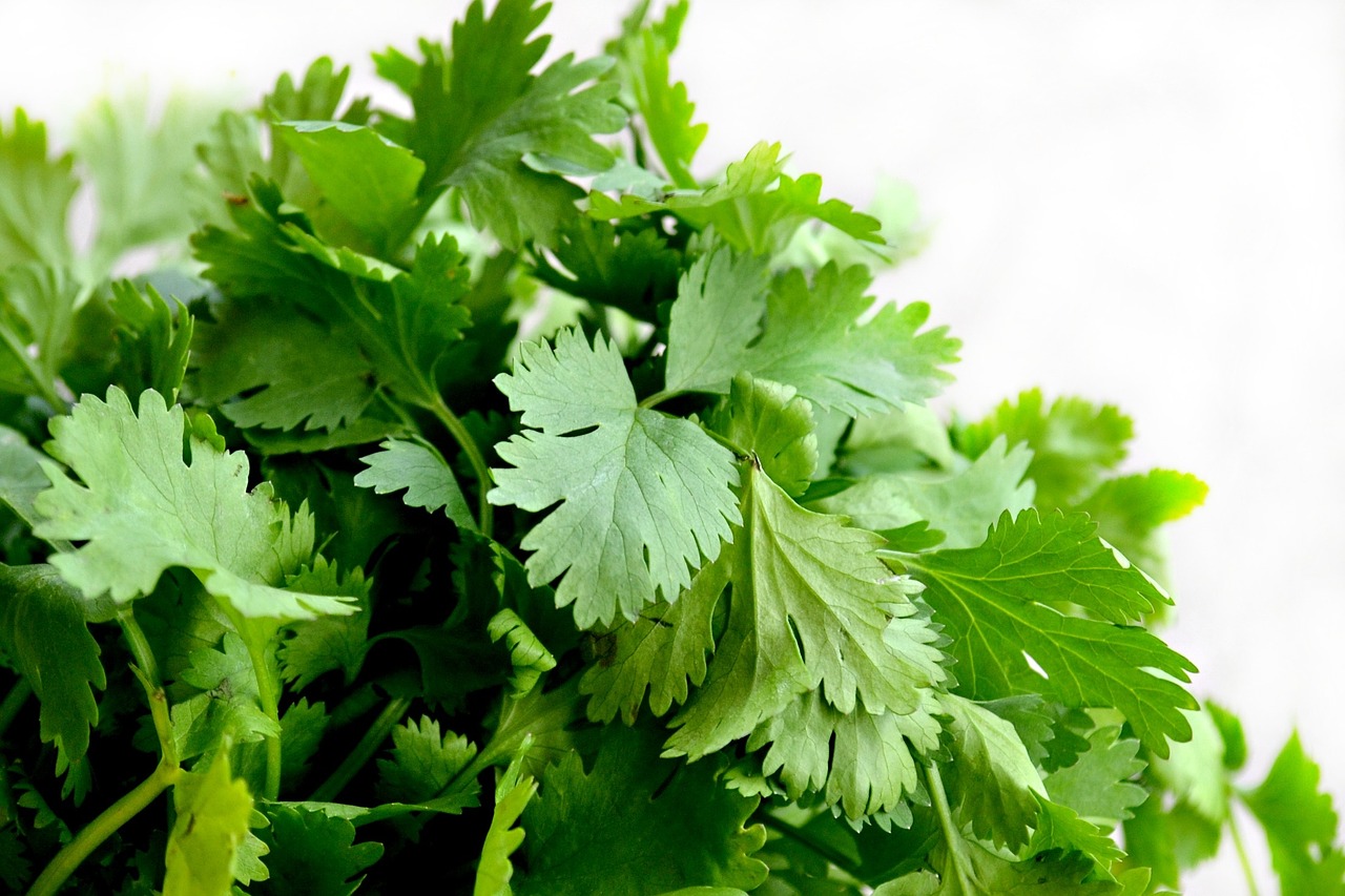 Cilantro-1287301 1280
